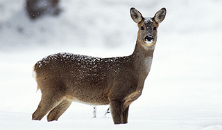 Вертолет "сдул" со льда олениху Вертолет "сдул" со льда олениху