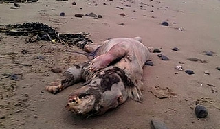 В Британии найден труп неизвестного зверя В Британии найден труп неизвестного зверя