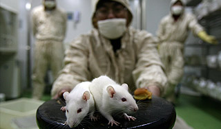 Ученые соединили мозги двух крыс Ученые соединили мозги двух крыс