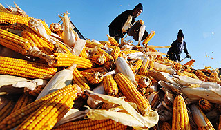 В Германию завезли зараженную кукурузу В Германию завезли зараженную кукурузу