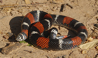 Россиянка нашла в туалете тропическую змею Россиянка нашла в туалете тропическую змею