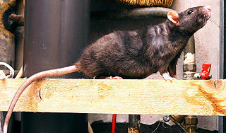 Столицу Ирана атаковали крысы-мутанты Столицу Ирана атаковали крысы-мутанты