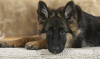 Собака спасла француженку от самоубийства Собака спасла француженку от самоубийства