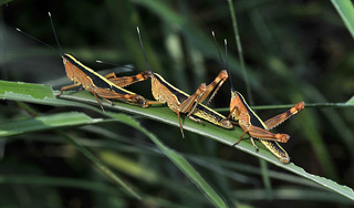 Саранча из Египта атаковала Израиль Саранча из Египта атаковала Израиль