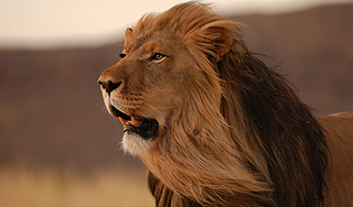 Лев загрыз женщину во время секса Лев загрыз женщину во время секса