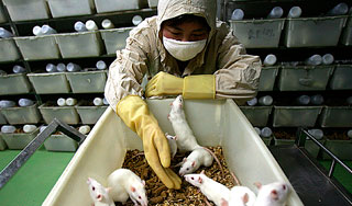 Ученые создали 581 клон мышей Ученые создали 581 клон мышей