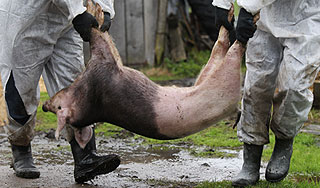 В Китае сотни мертвых свиней плавали в реке В Китае сотни мертвых свиней плавали в реке