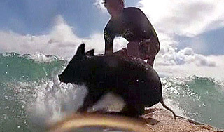 Поросенок стал серфером в Новой Зеландии Поросенок стал серфером в Новой Зеландии