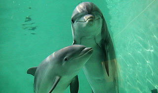 Украина потеряла в море боевых дельфинов Украина потеряла в море боевых дельфинов