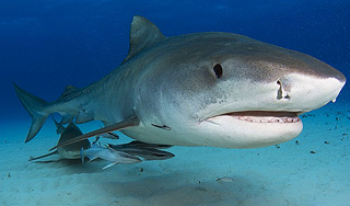 Спасшего детей от акулы уволили с работы Спасшего детей от акулы уволили с работы