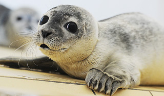 Детеныши морских котиков освоили серфинг Детеныши морских котиков освоили серфинг