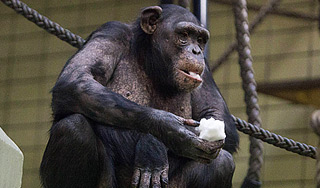 Шимпанзе в Екатеринбурге едят блины Шимпанзе в Екатеринбурге едят блины