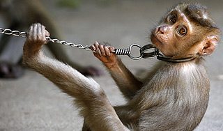 Россияне эксплуатировали макак в Таиланде Россияне эксплуатировали макак в Таиланде
