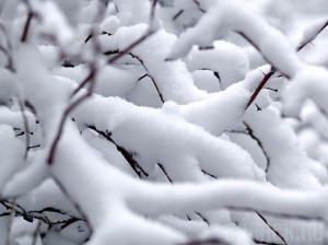 16 марта Брянскую область накроет снегом