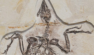 В Китае раскопали четырехкрылых птиц В Китае раскопали четырехкрылых птиц