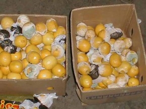 Ветеринары забраковали полтонны фруктов и тонну мяса