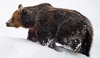 Из частной усадьбы на Алтае сбежал медведь Из частной усадьбы на Алтае сбежал медведь