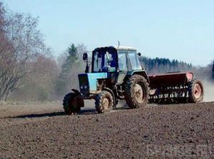 Посевная площадь составит около 700 тысяч гектаров