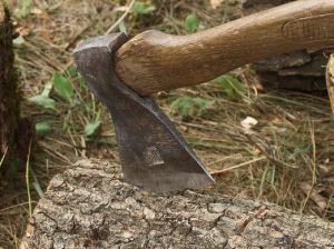 Суражанина оштрафовали за незаконную вырубку деревьев