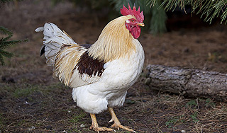 Раскрыт секрет петушиного крика Раскрыт секрет петушиного крика