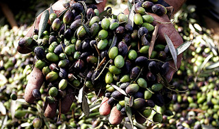 Аромат оливок помогает похудеть Аромат оливок помогает похудеть