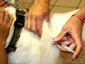 В Брянске стартовал месячник по вакцинации животных