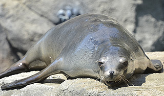 Морской лев устроил "пробку" на курорте Морской лев устроил "пробку" на курорте