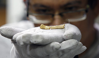 Ребенок открыл новый вид динозавров Ребенок открыл новый вид динозавров