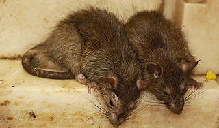 В аварии на "Фукусиме" обвинили крысу В аварии на "Фукусиме" обвинили крысу