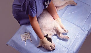 Защитники зверей усыпили тысячи собак Защитники зверей усыпили тысячи собак