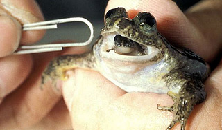 В Австралии клонировали вымерших лягушек В Австралии клонировали вымерших лягушек