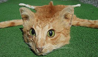 Новозеландец продал ковер из кота Новозеландец продал ковер из кота