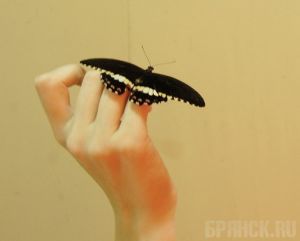 В краеведческий музей привезут живых тропических бабочек