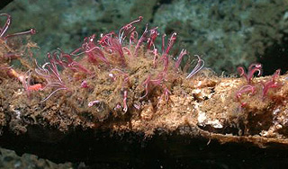 Ученые нашли зомби-червя на дне океана Ученые нашли зомби-червя на дне океана