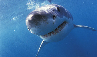 В ЮАР турист чудом спасся от большой акулы В ЮАР турист чудом спасся от большой акулы