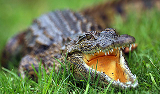 Фотограф чудом спасся от крокодила Фотограф чудом спасся от крокодила