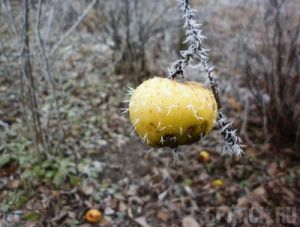 Брянские дизайнеры посвятили Дню смеха фотовыставку Наталья Климовцова. «Не тронь меня»