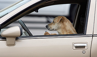 Собака-водитель сбила пешехода в США Собака-водитель сбила пешехода в США
