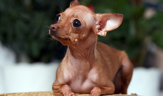 Чихуахуа спас ребенка от питбуля Чихуахуа спас ребенка от питбуля