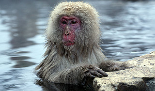 Выдры загрызли обезьяну на глазах людей Выдры загрызли обезьяну на глазах людей