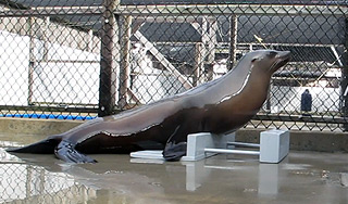 Ученые научили танцевать морского льва Ученые научили танцевать морского льва