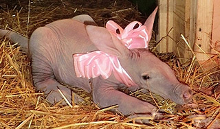 В России впервые родился трубкозуб В России впервые родился трубкозуб