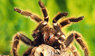 Обнаружен новый вид гигантских пауков Обнаружен новый вид гигантских пауков