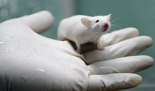 Ученые смогли управлять крысой силой мысли Ученые смогли управлять крысой силой мысли