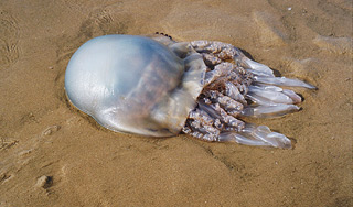 Ядовитые медузы атаковали пляжи Испании Ядовитые медузы атаковали пляжи Испании