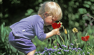 Человеческое сердце чувствует запахи Человеческое сердце чувствует запахи