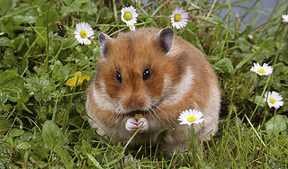 Хомяк воскрес через сутки после похорон Хомяк воскрес через сутки после похорон