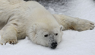 Медведь влюбился в соседку по вольеру Медведь влюбился в соседку по вольеру