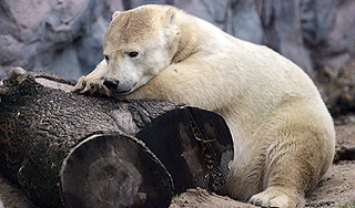 Канада способствует гибели белого медведя Канада способствует гибели белого медведя