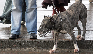 Хозяев будут штрафовать за собак и кошек Хозяев будут штрафовать за собак и кошек